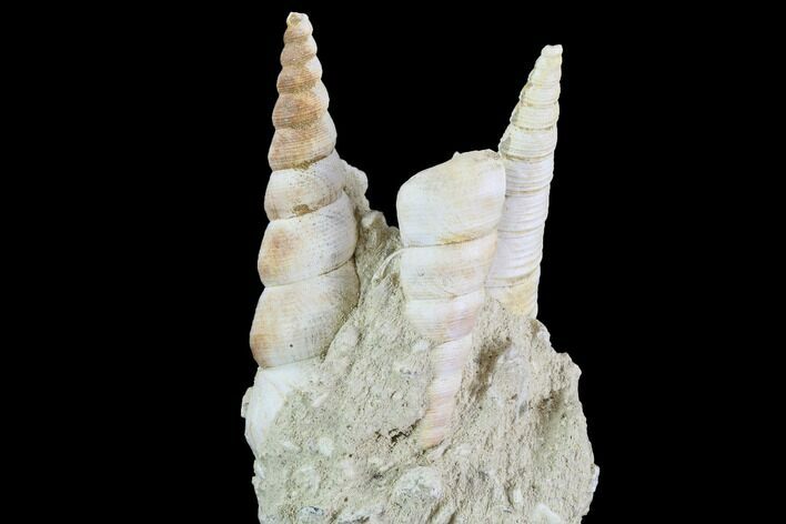 Fossil Gastropod (Haustator) Cluster - Damery, France #97790